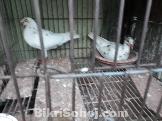 White Denish running pair
